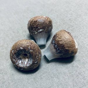 ARECA NUT BONG BOWL CUSTOM 14MM CULING DAPUR BUAH PINANG ORIGINAL