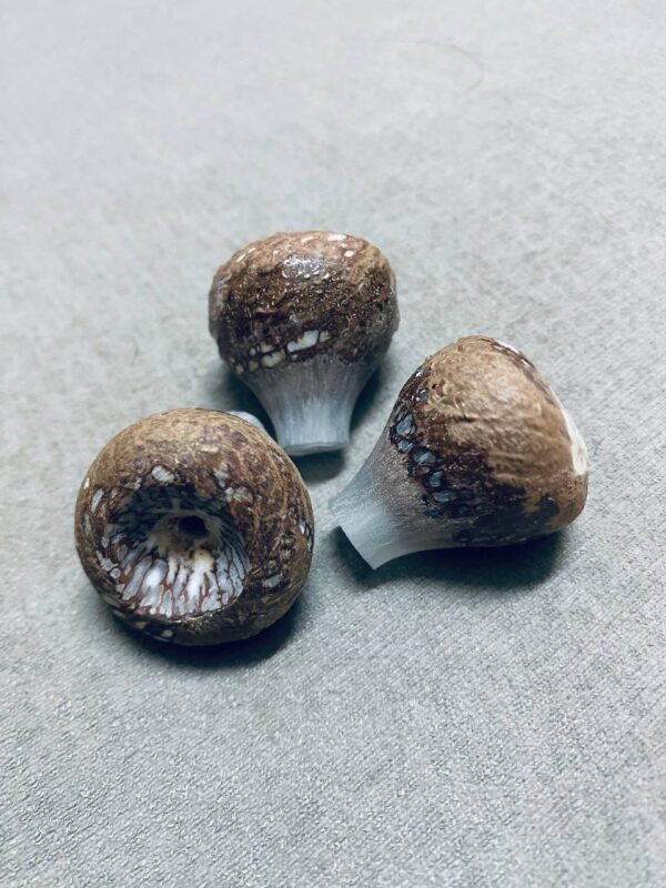 ARECA NUT BONG BOWL CUSTOM 14MM CULING DAPUR BUAH PINANG ORIGINAL